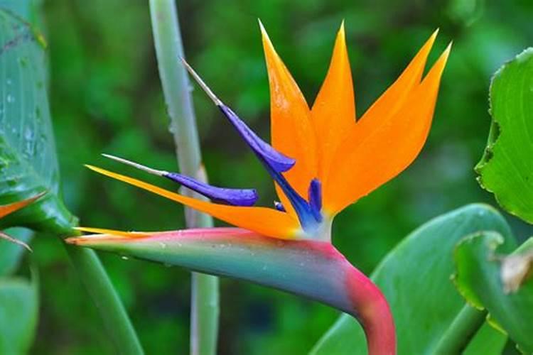 瓜菜苗定植时,如何采用药剂“蘸根”防治土传病害？