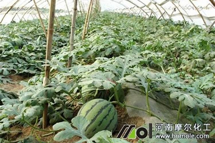 西瓜什么时候追肥合适 高产追肥方法