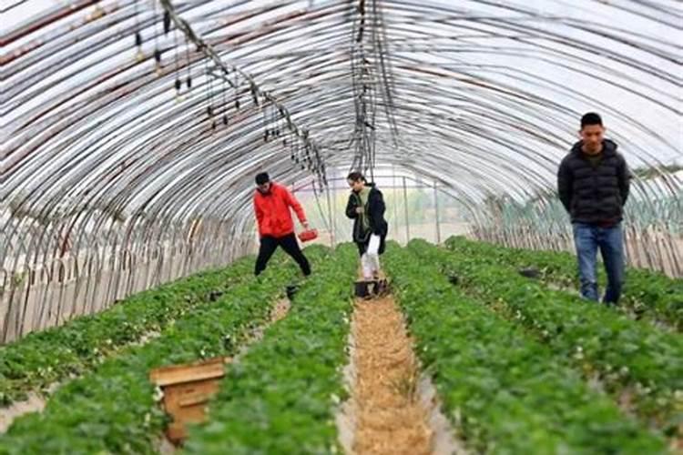 蔷薇花施什么肥最好