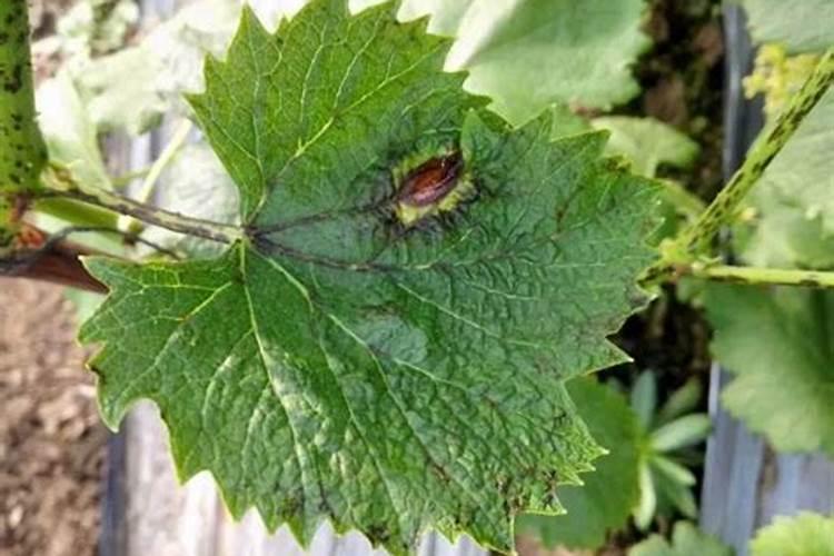 葡萄地里盖地膜怎样浇水