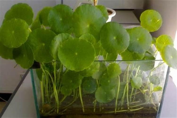 水溶肥在葡萄如何使用？