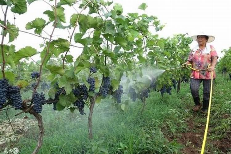 桂花树施肥用什么肥料好 施什么肥长得最快