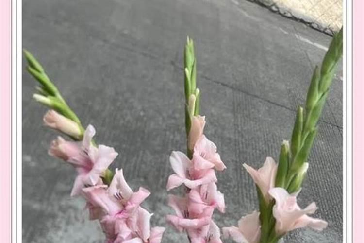 硫酸钾水溶肥西瓜地几天用一次