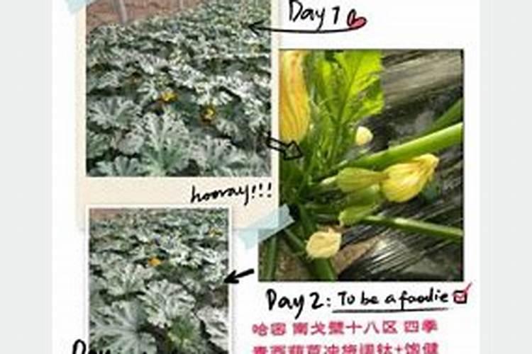 西葫芦开花不坐果要点什么药