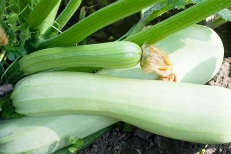 西葫芦施什么肥能高产 高产的方法有哪些