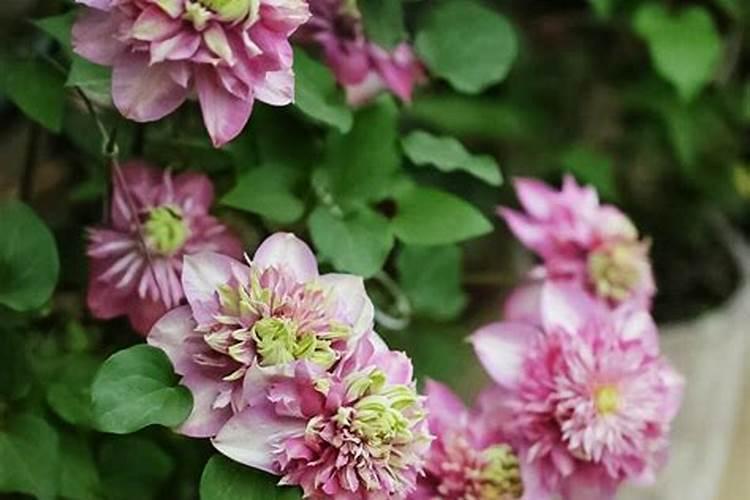 硼肥用量过多怎么办