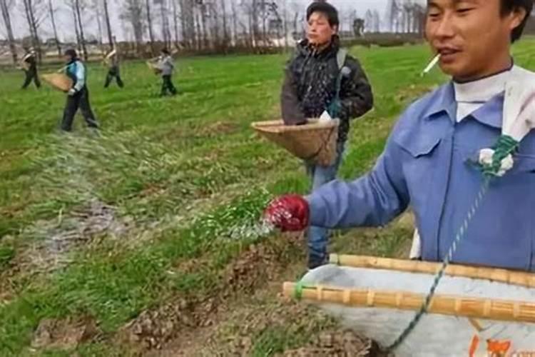 石榴树移栽注意事项 移栽后的浇水技巧与管理方法