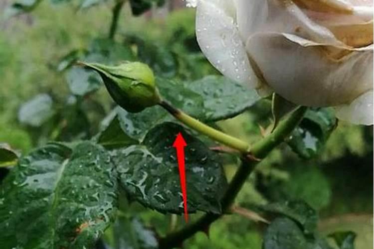 西瓜施什么肥料最甜？