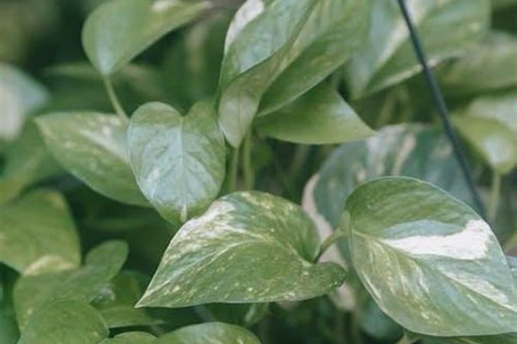 求雷雨制造氮肥的过程