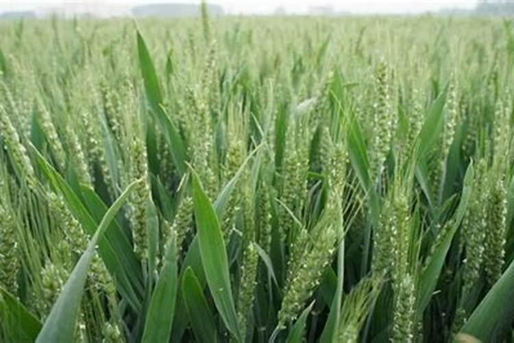 想办一个生物质颗粒燃料厂,设备那个最好,需要多少钱