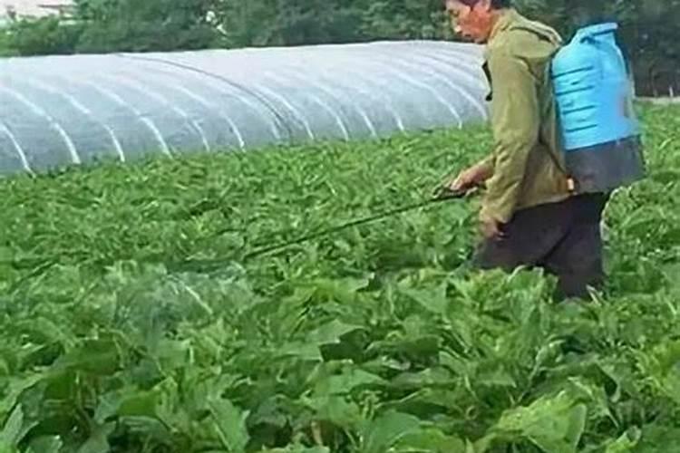 辣椒卷叶打什么药水