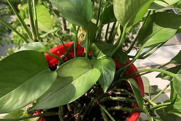 玉米需要什么样的含量肥料