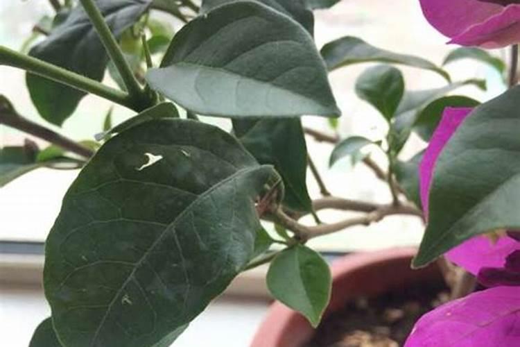 多肉植物能喷磷钾肥吗