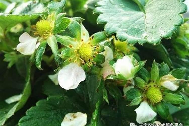 草莓在开花的时候施什么肥料