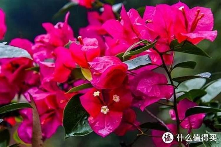 磷酸二氢钾适合什么花施肥