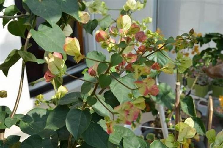 三角梅开花期间怎么施肥,施什么肥