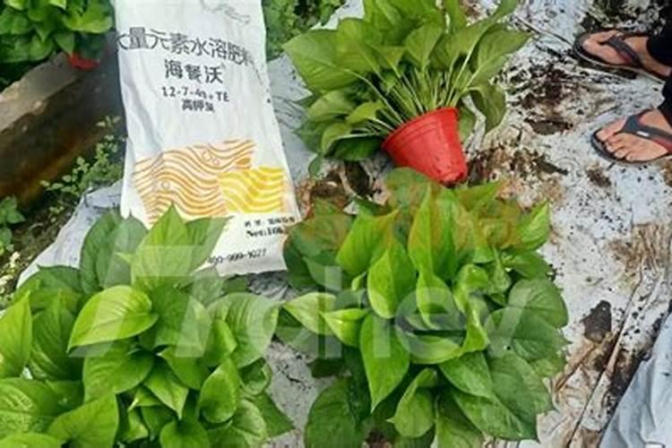葡萄的生长需要什么肥料(给葡萄施肥什么肥最合适)