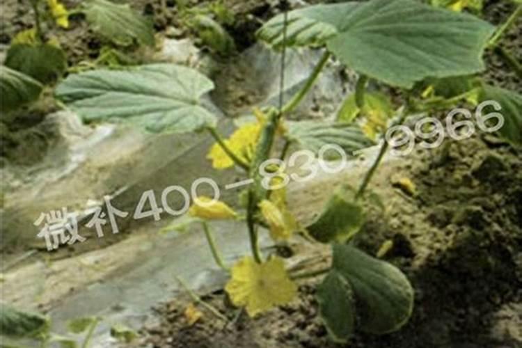 白沙土是酸性还是碱性