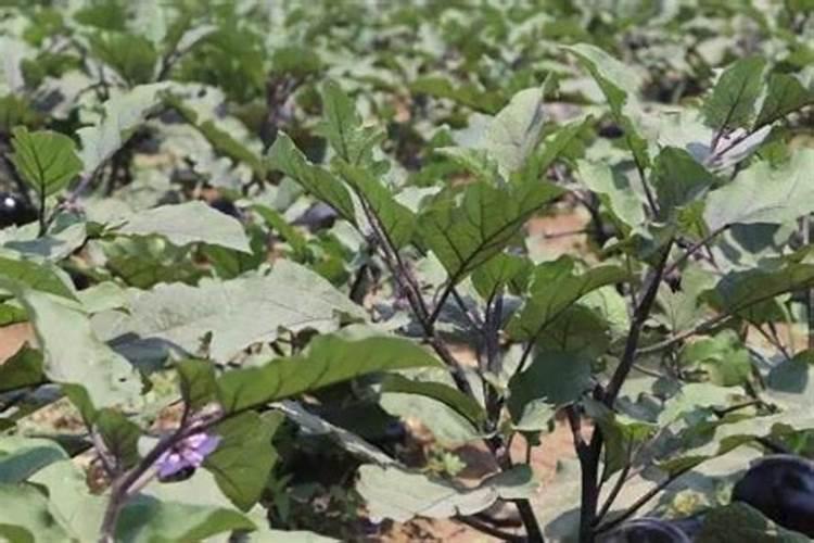 菠萝蜜施什么肥最好