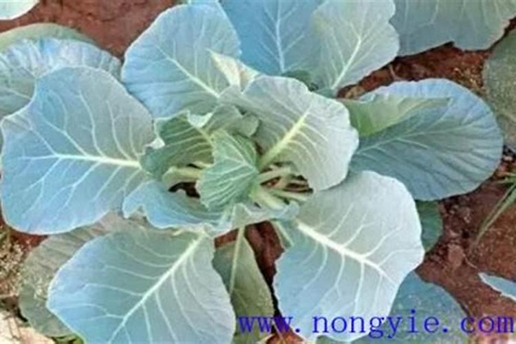 烟灰能养哪些植物