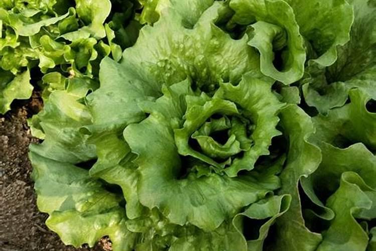 种植大豆,自己留种好吗？如何做好自留种？