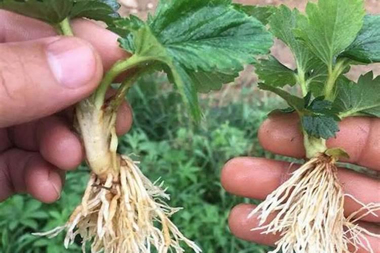 中国水溶肥的前十名 中国水溶肥的前十名是