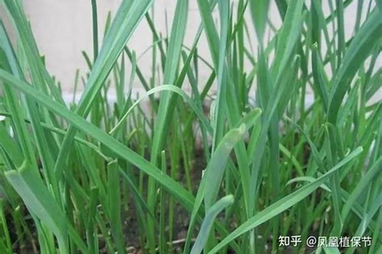 三角梅修剪后是发芽了控水还是没长新芽时控水开花？