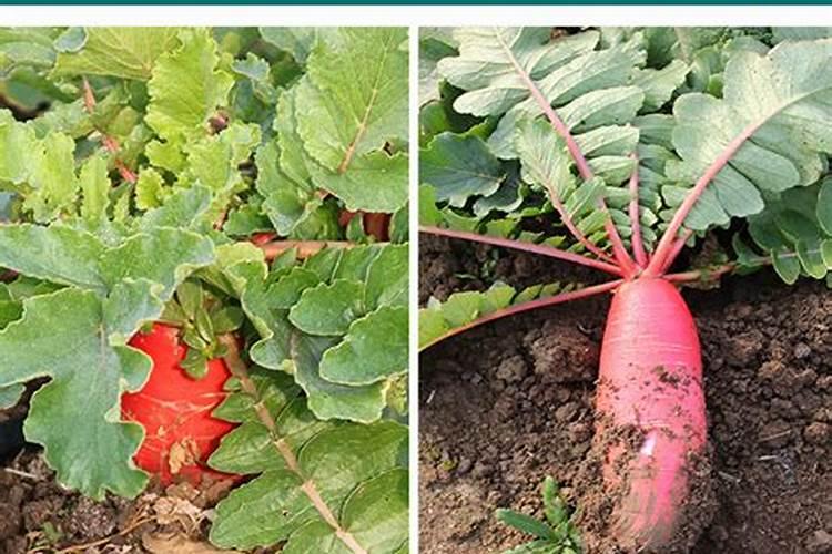 肥料增效剂一般有哪些