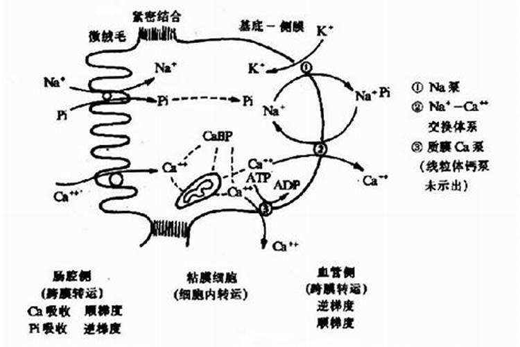 含钙液体肥能和氮磷钾水溶肥一起用吗？