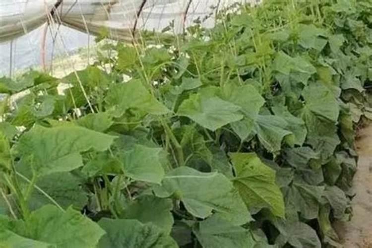 芸苔素内酯使用方法与用量