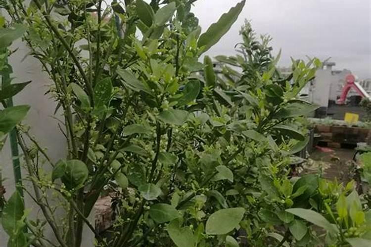 自制水溶肥配比表,水溶肥如何使用