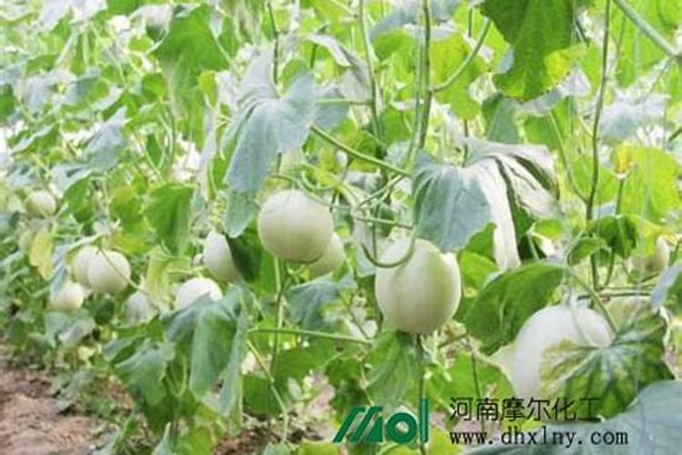 冬瓜药害,叶片变成老化,有什么办法使其迅速变绿
