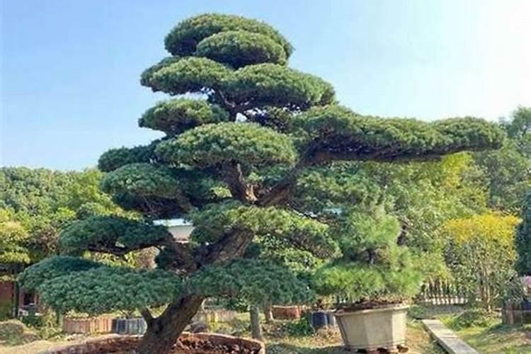 黑松用什么肥料最好 施肥方法有哪些