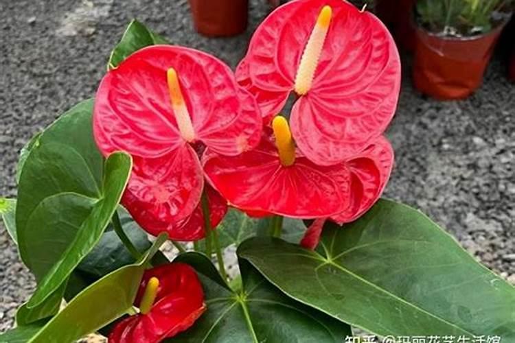 用什么叶面肥可以使荔枝熟得颜色好