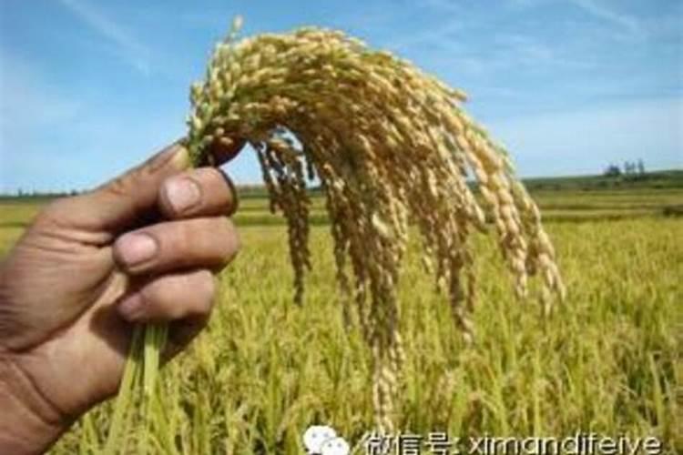 为什么要用微生物菌肥,好处都有哪些？？