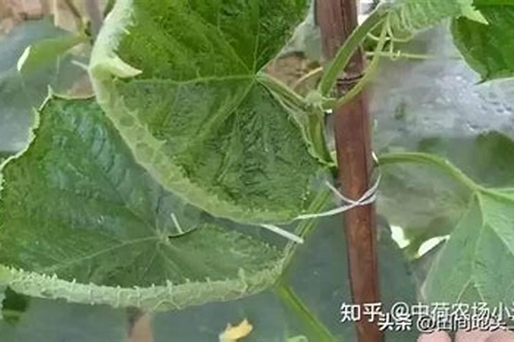 青花椒花椒病害