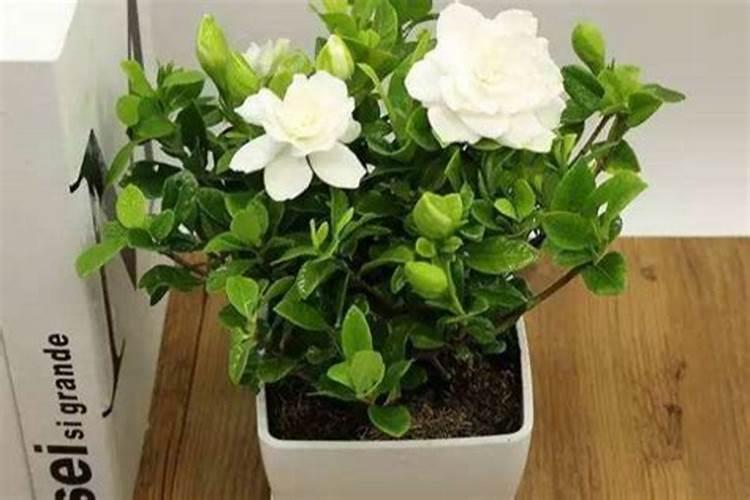 鱼蛋白液体肥使用方法鱼蛋白肥料使用方法