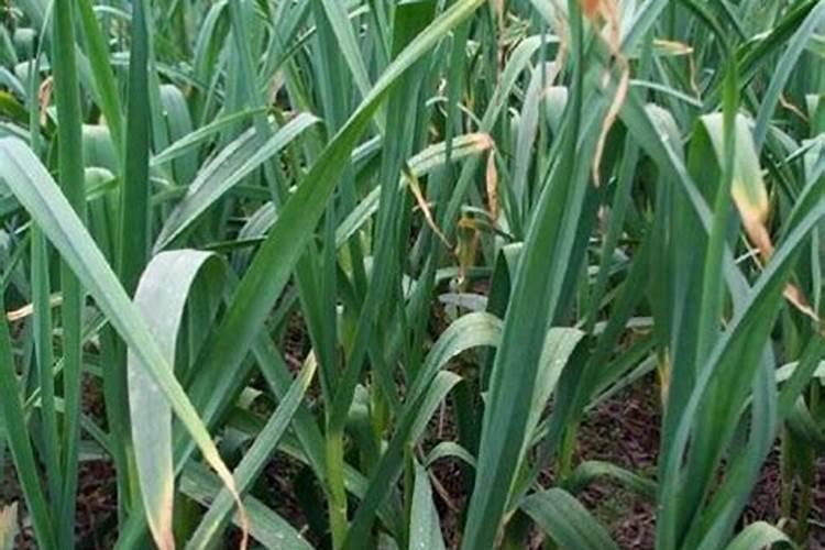 碳氢核肥国家认可吗