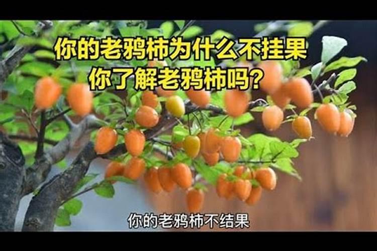 钾肥怕太阳晒吗