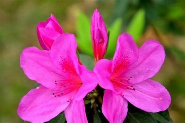 杜鹃花四季的应该用什么肥