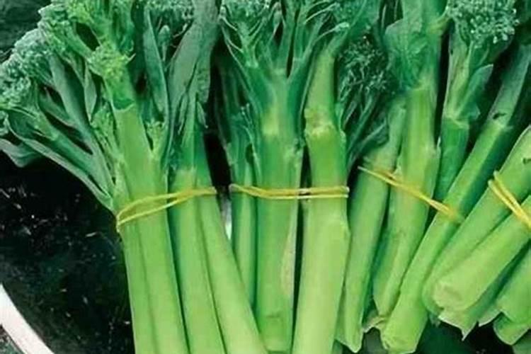 茉莉枝条长的又细又长怎么办