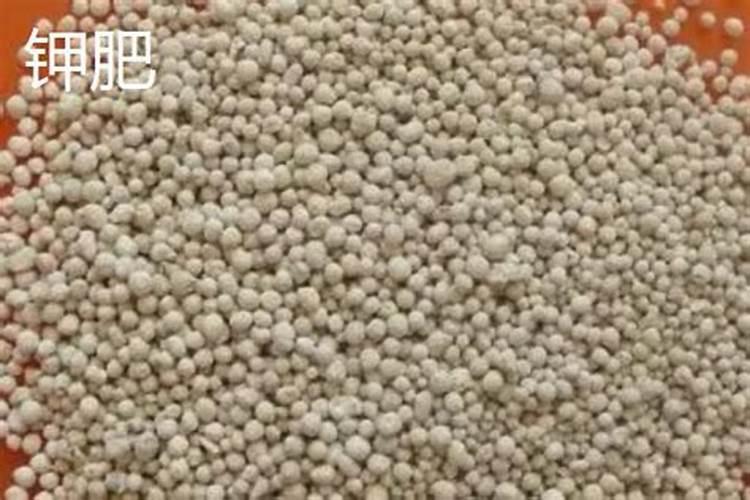 大樱桃使用复合肥,氮磷钾配比怎样比较科学？