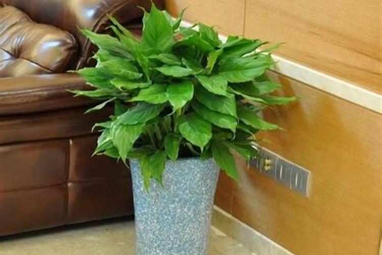 万年青浇什么肥料好