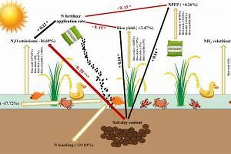 氨基酸叶面肥植物上的作用