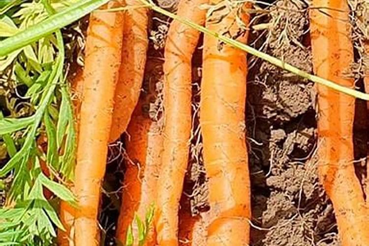 红萝卜什么时候种植最好