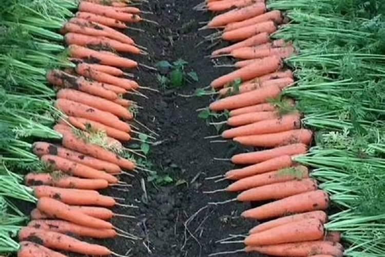 红萝卜第一次追什么肥 怎么施肥效果好