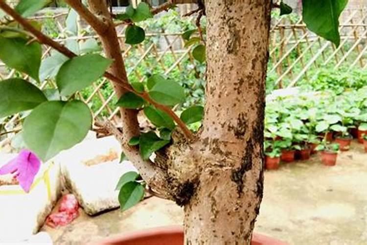 家养芦荟一般施什么肥叶片直挺肥厚？