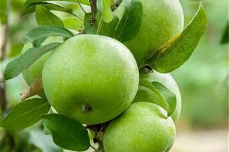 富硒小麦种植,小麦施用硒肥方法及效果