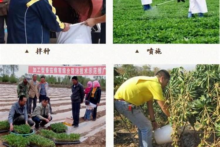 生物菌肥能和磷肥一起用吗？