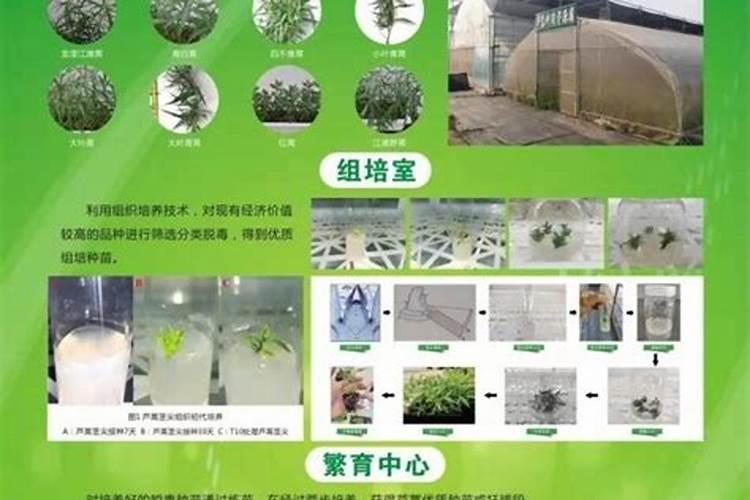 5岁小孩咳嗽吃什么食疗方法
